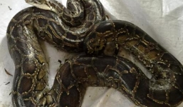 Thông tin mới về con trăn 'khủng' nặng 40kg chui vào mộ ở Hưng Yên