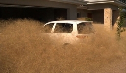 Loài cỏ kỳ lạ 'nhấn chìm' nhiều nhà cửa tại Úc