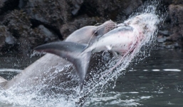 Cá mập bị sư tử biển nặng gần một tấn cắn rồi hất tung lên trời