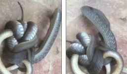 Video: Rắn độc ăn thịt bạn tình bị rối quằn quại không gỡ được