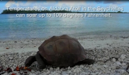 Rùa khổng lồ Aldabra tránh nắng trên đảo san hô