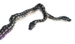 Hoảng sợ nhìn cận cảnh con trăn 2 đầu mới chào đời