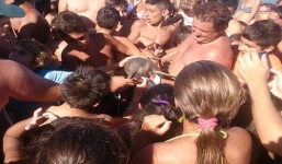 Video cá heo chết ngạt do du khách bắt lên chụp ảnh gây phẫn nộ