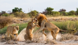 Sư tử cái nổi cơn cuồng ghen tấn công bạn tình