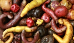 NASA chuẩn bị đưa khoai lên sao Hỏa