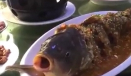 Video: Cá chín bất ngờ 'sống lại' trên bàn ăn