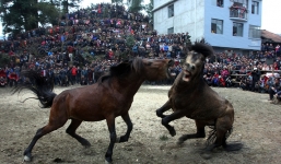 Rùng mình những màn đấu ngựa khốc liệt tại lễ hội 500 tuổi