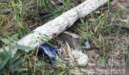 Thi thể bị phân hủy chỉ còn bộ xương giữa rừng sâu