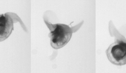 Video: Loài ốc sên kỳ lạ dùng 'cánh' bay trong nước