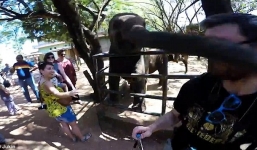 Video voi tức giận quật vào mặt du khách đang 'tự sướng' 