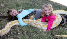 Cận cảnh cuộc sống gia đình cho con nhỏ chơi cùng trăn khủng dài 6 mét