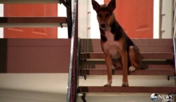 Xúc động chú chó hàng ngày đợi chủ đã qua đời bên cổng