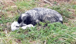 Nhói lòng cảnh chó mẹ nước mắt giàn giụa bên xác chó con