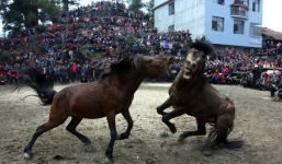 Video lễ hội chọi ngựa ở Trung Quốc