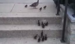 Video: Đàn vịt con leo cầu thang siêu dễ thương