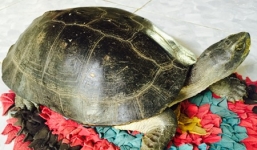 Sự thật về con rùa trăm tuổi chữa 'bách bệnh' ở Cà Mau