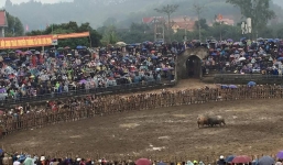 Hàng vạn người đội mưa xem lễ hội chọi trâu ở Hải Lựu