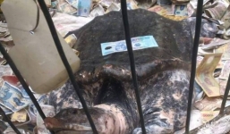 Ba ba khủng nặng 17,5kg bị hàng trăm người dân mê tín ném tiền, sờ mai