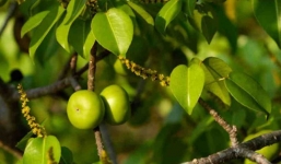 Cận cảnh loài cây có độc tố giết người khi chạm vào