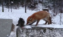 Video: Cáo hoang “dạy” mèo nhà “luật rừng”