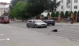 Video: Tàu điện dừng chờ một chú chó