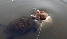 Rùa suýt mất đầu trong cuộc tranh mồi với cá vược