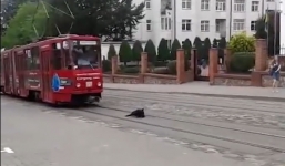 Tàu điện dừng chờ chú chó nằm trên đường ray