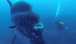 Video: Phát hiện cá mặt trăng khổng lồ ở bờ biển Bồ Đào Nha