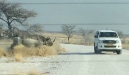 Tê giác nổi điên húc xe của khách du lịch