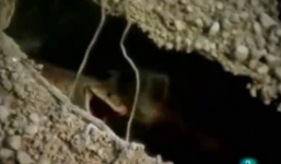 Cầy mangut mẹ cắn nát đầu rắn hổ mang bảo vệ đàn con