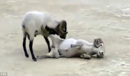 Chọi dê quyết liệt tại lễ hội có từ nhiều thế kỷ trước