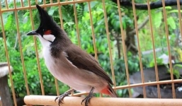 Trường hợp nào người trộm chim bị xử lý hình sự?