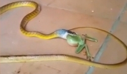 Video: Rắn mắc nghẹn khi cố nuốt ếch 'khủng'
