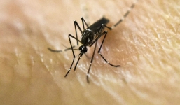 Trung Quốc thông báo tình trạng báo động vì virut Zika