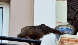 Bắn thuốc mê bắt khỉ mặt đỏ quý hiếm ở Hà Nội