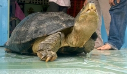 Bắt được rùa 'khủng' nặng 14kg, chủ nhân ôm ngủ suốt đêm vì sợ mất