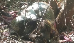 Bò tót quý hiếm bị bắn chết trong khu bảo tồn ở Đồng Nai