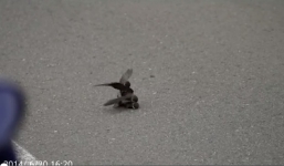 Chim nhạn cát trống giao phối đồng tính với xác chết vì nhầm là con mái