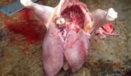 Video: Gà có hai lá gan to như gan lợn gây sốc