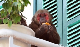 Khỉ mặt đỏ gây náo loạn cả khu phố ở đâu xổng ra?