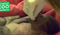 Khỉ đột mẹ bị tiền sản giật được bác sĩ mổ đẻ thành công