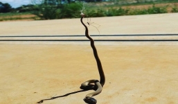 Rắn nâu bị nhện hạ gục treo lên mạng làm mồi