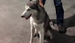 Trộm chó còn gọi điện đòi 10 triệu tiền chuộc