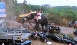 Video: Voi lễ hội nhấc bổng, phá nát xe ô tô của du khách