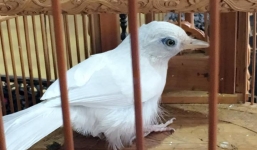 Chiêm ngưỡng Bạch Mi giá nửa tỷ hiếm có của ông 'vua chim màu'