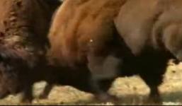 Bò đực Bison nặng 1,2 tấn húc văng đối thủ tranh giành bạn tình