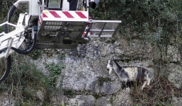 Cả đội cứu hộ được huy động để giải cứu một con dê