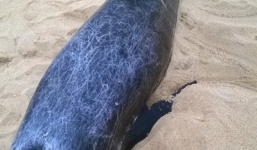 Cá voi 250kg dạt vào bờ biển Quảng Ngãi