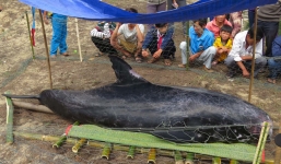 Cá voi nặng 300kg dạt vào bờ biển Quảng Ngãi