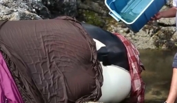 Cuộc giải cứu ngoạn mục chú cá voi sát thủ khổng lồ trên cạn